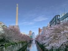 【東京都/目黒区目黒】目黒パークホームズ  目黒川（現地より約120m）