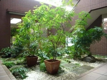 【東京都/目黒区碑文谷】イストワール碑文谷 共用部：中庭