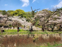 【東京都/中野区松が丘】エミール松ヶ丘 哲学堂公園（現地より約400m）