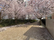 【東京都/西東京市ひばりが丘】プレミストひばりが丘シーズンビュー ひばりが丘桜の道公園（現地より約150m）