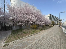 【東京都/西東京市ひばりが丘】プレミストひばりが丘シーズンビュー 緑町病院通り（現地より約50m）