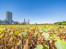 【東京都/台東区上野】デュオ・スカーラ上野 上野恩賜公園（現地より約600m）