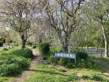 【東京都/立川市錦町】サンクレイドル立川錦町  青柳北緑地（現地より約900m）：