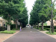【東京都/昭島市松原町】グレイディア モリパーク　いちょう並木（現地より約500m）：