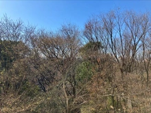 【東京都/文京区本駒込】六義園第六コーポ 眺望