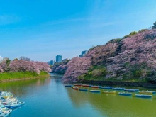 【東京都/新宿区愛住町】グランスイート四谷エクシア 千鳥ヶ淵公園（現地より約2,600m）
