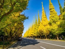 【東京都/新宿区四谷三栄町】パークホームズ四谷ザレジデンス 明治神宮外苑（現地より約2,200m）