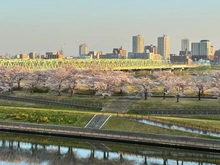 【東京都/北区岩淵町】カルム赤羽 北区立桜堤緑地（現地より約250m）：北区立桜堤緑地を玄関先から望む