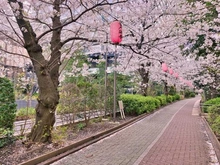 【東京都/江東区亀戸】プラウドタワー亀戸クロス ブライトタワー 亀戸緑道公園（都電砂町線廃線跡）（現地より約40m）