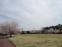 【千葉県/千葉市美浜区打瀬】パティオス・グランアクシブ 1番館  花見川緑地（現地より約270m）