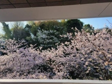 【神奈川県/鎌倉市腰越】ガーデンハイツ鎌倉高校前 桜の季節のバルコニーからの眺望