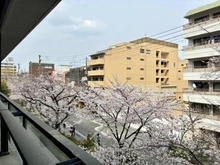 【京都府/京都市中京区河原町通二条下る】イーグルコート御池高瀬川 バルコニーからの桜の写真です。
