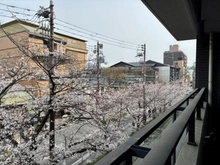【京都府/京都市中京区河原町通二条下る】イーグルコート御池高瀬川 バルコニーからの桜の写真です。