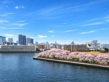 【東京都/江東区辰巳】ブリリア辰巳キャナルテラス 桜の季節には、満開の桜を、特等席でお楽しみ頂けます。※ＡＩによる加工をしております。