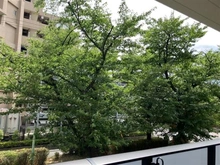 【埼玉県/蕨市南町】ヴィークコート蕨南町桜並木 眺望