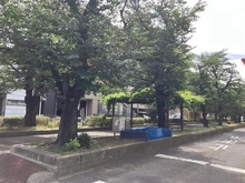 【埼玉県/蕨市南町】ヴィークコート蕨南町桜並木 桜並木（現地より約50m）：