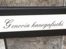 【東京都/墨田区墨田】GENOVIA鐘ヶ淵 マンション表札