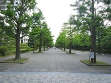 【東京都/練馬区光が丘】光が丘パークタウンいちょう通り東第三団地1号棟 前面道路
