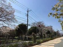 【東京都/練馬区関町南】ブリリアシティ三鷹サクラコート E棟 前面道路