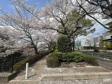 【東京都/調布市染地】パークホームズ調布桜堤通り  桜堤通り（現地より約10m）