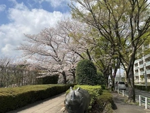 【東京都/調布市染地】パークホームズ調布桜堤通り  桜堤通り（現地より約10m）
