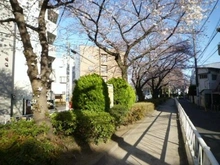 【東京都/目黒区平町】ラミアール都立大 呑川緑道（現地より約150m）