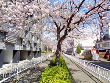 【東京都/世田谷区深沢】深沢コーポラス 呑川緑道（現地より約259m）