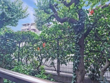 【神奈川県/川崎市多摩区南生田】藤和ライブタウン百合丘II 1号棟 眺望：LDK側バルコニーから