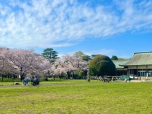 【東京都/武蔵野市桜堤】桜堤庭園ファイシア G棟 都立小金井公園（現地より約440m）：