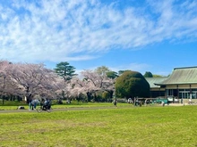 【東京都/小平市花小金井南町】シティテラス小金井公園C棟  都立小金井公園（現地より約800m）：