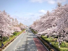 【東京都/国分寺市内藤】グローヴテラス国立  大学通り（現地より約900m）