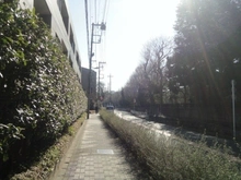 【東京都/世田谷区桜】ライオンズマンション馬事公苑パークサイド 前面道路