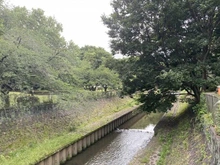【東京都/杉並区成田西】Lフォレスト杉並 善福寺川緑地(現地より約10m):