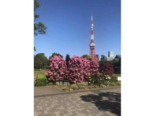 【東京都/港区三田】三田第二コーポラス 東京タワー（現地より約810m）