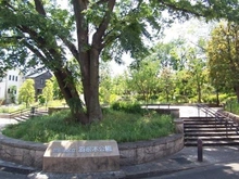 【東京都/世田谷区松原】ロアール豪徳寺  羽根木公園（現地より約550m）