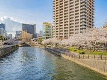 【東京都/品川区東五反田】パークタワーグランスカイ  目黒川（さくらテラス）（現地より約15m）