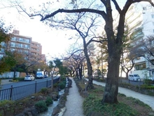 【東京都/文京区小石川】オープンレジデンシア小石川播磨坂  播磨坂の桜並木（現地より約450m）