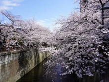 【東京都/目黒区目黒】日生住宅目黒マンシヨン 目黒川(現地より約250m):
