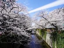 【東京都/目黒区東山】日興パレス東山 目黒川（現地より約185m）