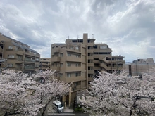 【埼玉県/蕨市南町】ヴィ―クコート蕨南桜並木 眺望