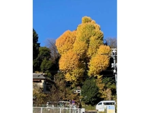 【東京都/新宿区西早稲田】BELISTA早稲田 神田川（現地より約10m）：