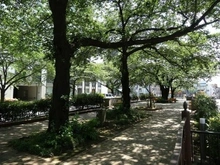 【東京都/文京区小石川】ルジェンテ小石川播磨坂 播磨坂（現地より約10m）