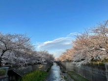 【東京都/練馬区石神井町】エクレール石神井公園 石神井川（現地より約350m）：(春)