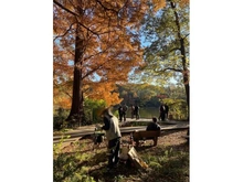 【東京都/練馬区石神井町】エクレール石神井公園 東京都立石神井公園（現地より約1,300m）：(秋)