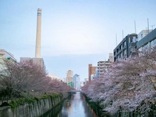 【東京都/目黒区目黒】ディアナコート目黒  目黒川（現地より約530m）：