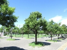 【東京都/江戸川区北葛西】葛西パークサイドハイツ  行船公園（現地より約104m）