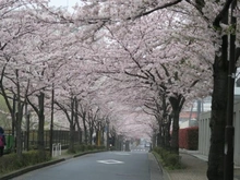 【東京都/江戸川区小松川】さくらマンション小松川 前面道路