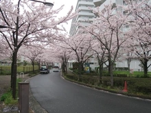 【東京都/江戸川区小松川】さくらマンション小松川 前面道路