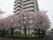 【東京都/江戸川区小松川】さくらマンション小松川 外観