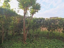 【神奈川県/川崎市中原区宮内】ダイアパレス等々力緑地 　 眺望